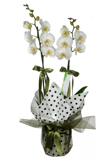 ift Dall Beyaz Orkide  Mersin ucuz iek gnder 