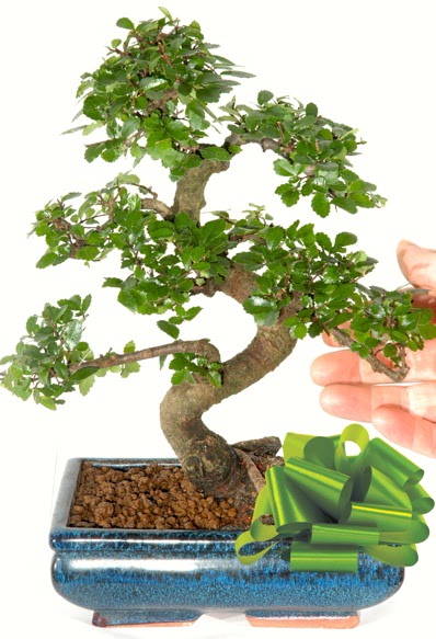 Yaklak 25 cm boyutlarnda S bonsai  Mersin online ieki , iek siparii 