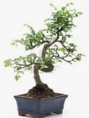 S gvde bonsai minyatr aa japon aac  Mersin iek servisi , ieki adresleri 