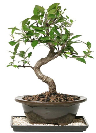 Altn kalite Ficus S bonsai  Mersin iek online iek siparii  Sper Kalite