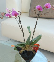  Mersin yurtiçi ve yurtdışı çiçek siparişi  tek dal ikili orkide saksi çiçegi