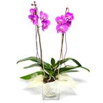  Mersin çiçek servisi , çiçekçi adresleri  Cam yada mika vazo içerisinde  1 kök orkide