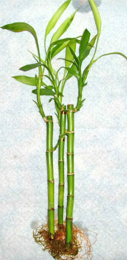 Lucky Bamboo 3 adet vazo hediye edilir   Mersin ieki telefonlar 