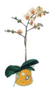  Mersin çiçek gönderme  Phalaenopsis Orkide ithal kalite
