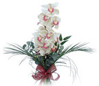  Mersin online çiçekçi , çiçek siparişi  Dal orkide ithal iyi kalite