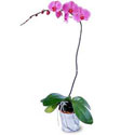  Mersin çiçek satışı  Orkide ithal kaliteli orkide 