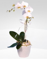 1 dallı orkide saksı çiçeği  Mersin cicek , cicekci 