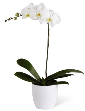 1 dallı beyaz orkide  Mersin ucuz çiçek gönder 