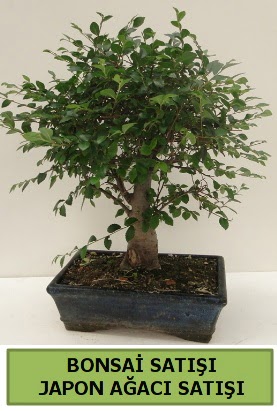 Minyatür bonsai japon ağacı satışı  Mersin 14 şubat sevgililer günü çiçek 