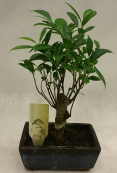 Japon ağacı bonsai bitkisi satışı  Mersin çiçek online çiçek siparişi 