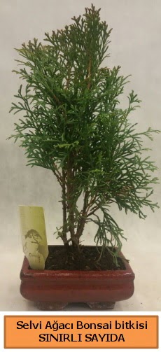 Selvi ağacı bonsai japon ağacı bitkisi  Mersin çiçek servisi , çiçekçi adresleri 
