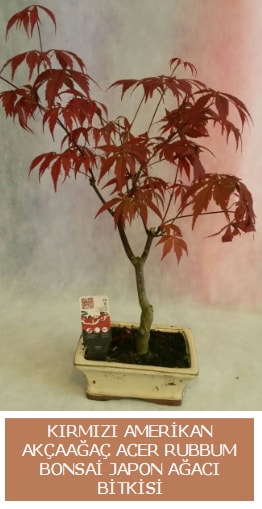 Amerikan akçaağaç Acer Rubrum bonsai  Mersin çiçek , çiçekçi , çiçekçilik 