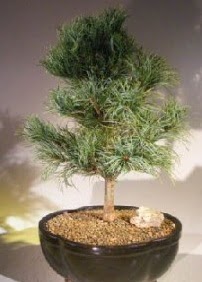 Çam ağacı bonsai bitkisi satışı  Mersin kaliteli taze ve ucuz çiçekler 