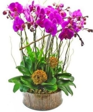 Ahşap kütükte lila mor orkide 8 li  Mersin çiçek yolla , çiçek gönder , çiçekçi  