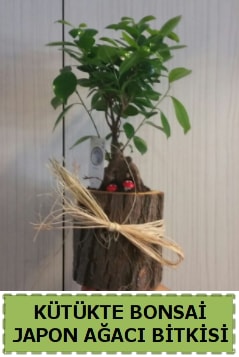 Kütük içerisinde doğal bonsai ağacı  Mersin çiçek online çiçek siparişi 
