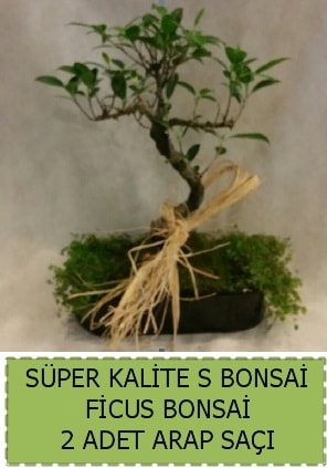 Ficus S Bonsai ve arap saçı  Mersin çiçek online çiçek siparişi 