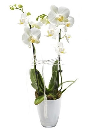 2 dallı beyaz seramik beyaz orkide saksısı  Mersin 14 şubat sevgililer günü çiçek 