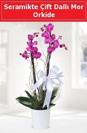 Seramikte Çift Dallı Mor Orkide  Mersin hediye çiçek yolla 