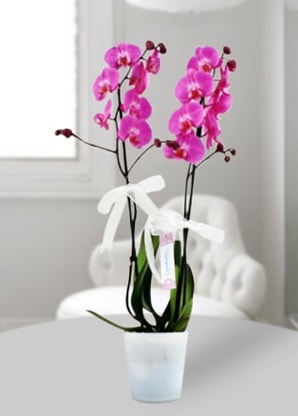 Çift dallı mor orkide  Mersin İnternetten çiçek siparişi 
