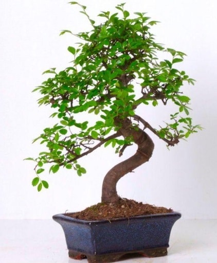 S gövdeli bonsai minyatür ağaç japon ağacı  Mersin 14 şubat sevgililer günü çiçek 