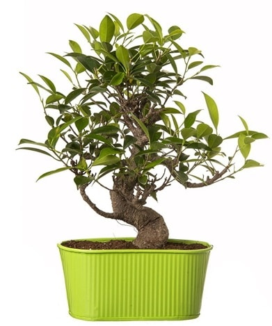 Ficus S gövdeli muhteşem bonsai  Mersin online çiçekçi , çiçek siparişi 